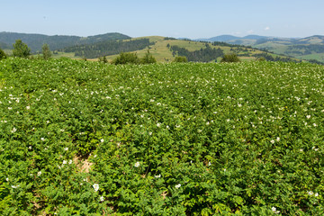 Potato sprouts are blossoming on the field.