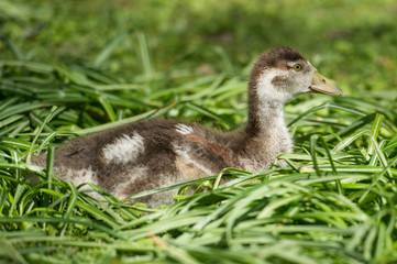 Nilgans Küken