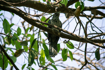 Bird sitting on a tree