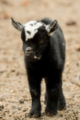 Fototapeta premium A young black and white goat stands outside