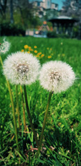 Dandelions on garden