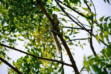 Fototapeta premium Squirrel on tree