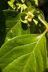 カキノキの花と葉