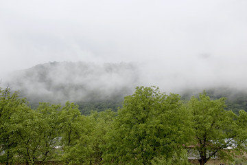 Forested mountain slope in low lying cloud with the evergreen conifers shrouded in mist in a scenic landscape view