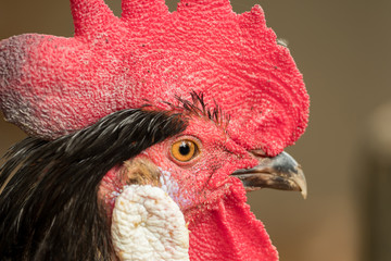 Close-up of the head of a rooster