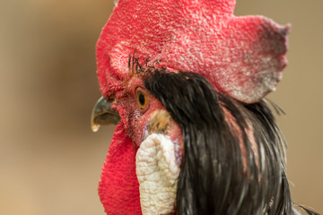 Close-up of the head of a rooster