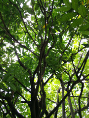 Tree top, bottom up view