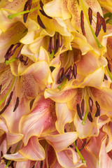 Obraz na płótnie Canvas lily flower background