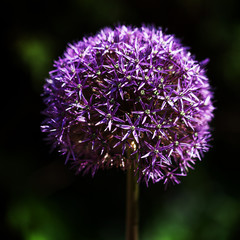Snowball-Allium