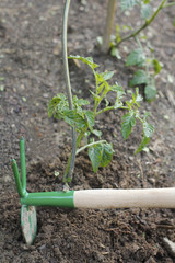 hoe in the tomato plantation in the vegetable garden