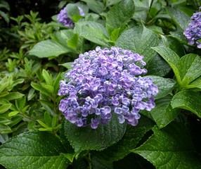 紫陽花