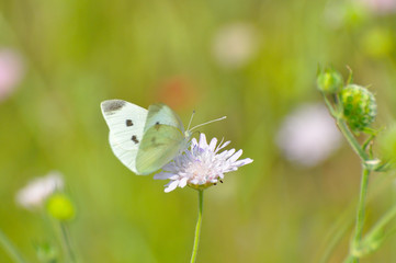 Small White butterfly, Pieris rapae, on wildflower. Beautiful butterfly on meadow