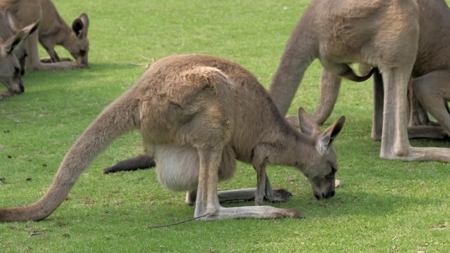 Close-up view of adult kangaroos eating green grass at zoo, 4K