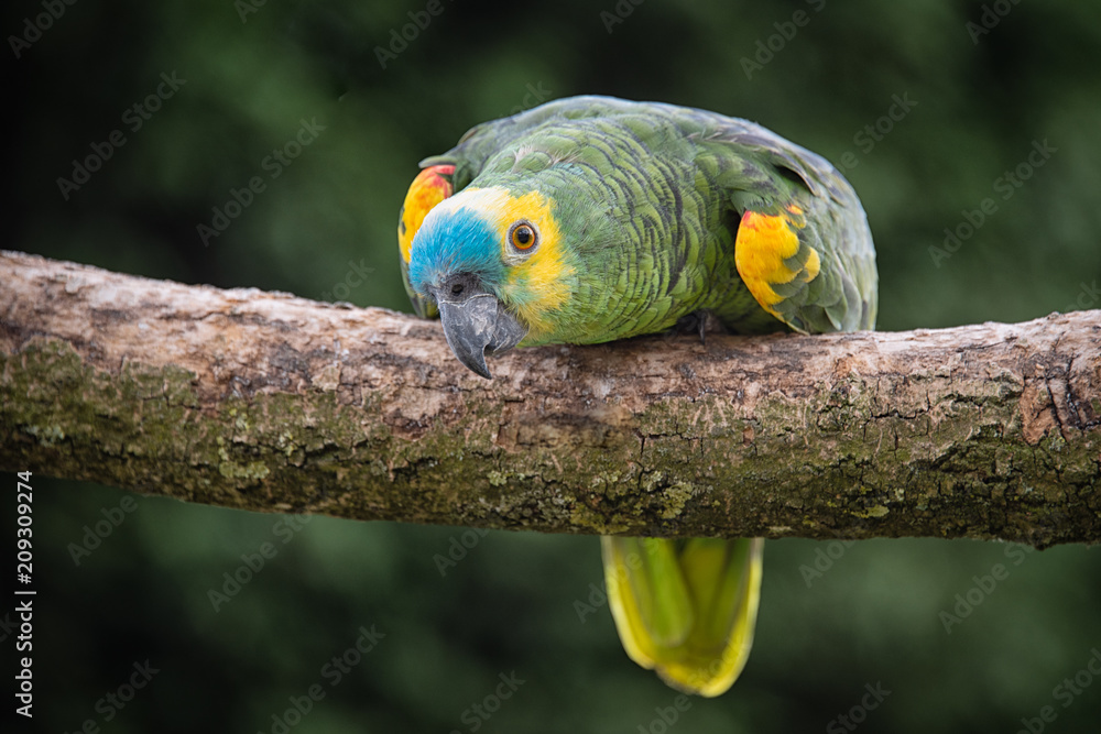 Poster A close up of a blue-fronted amazon parrot on a branch looking forward and crouching down with an inquisitive stare