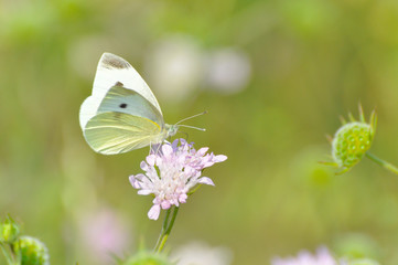 Small White butterfly, Pieris rapae, on wildflower. Beautiful butterfly on meadow