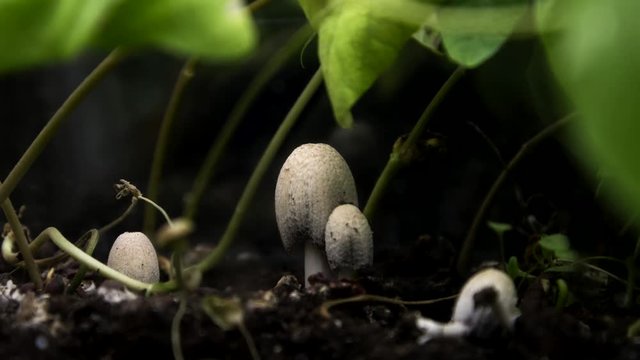 a few mushrooms grow out of the ground and they bloom hats. The growth of fungi at night.