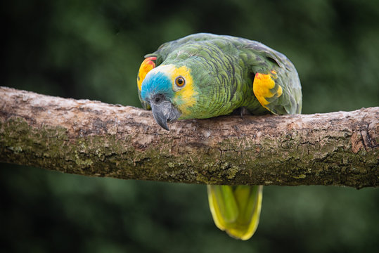 Fototapeta A close up of a blue-fronted amazon parrot on a branch looking forward and crouching down with an inquisitive stare