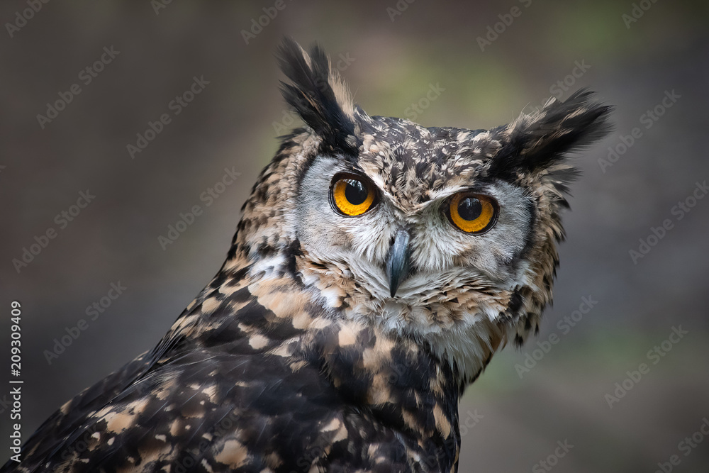 Poster a very close up portrait of the head of a mackinder eagle owl staring intensely forward towards the 
