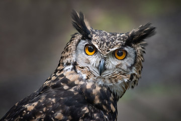 Obraz premium A very close up portrait of the head of a mackinder eagle owl staring intensely forward towards the camera with large orange eyes