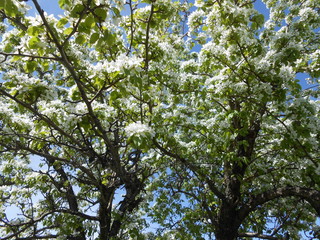 Fototapeta premium the white flowers pear bloom in garden summer