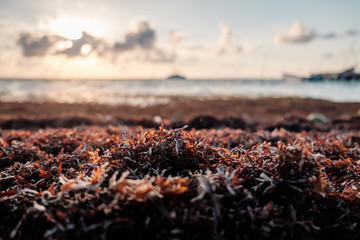 Sargassum grass piled on the shore of the Caribbean sea