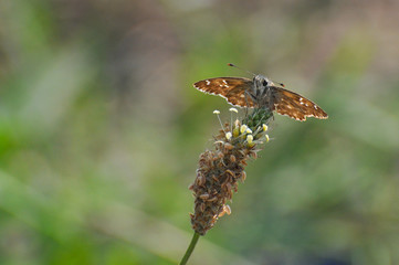 Skipper butterfly on flower. The Mallow Skipper - Carcharodus alceae