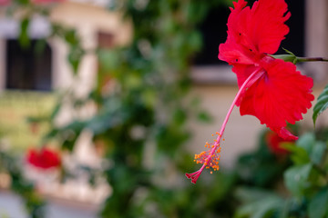 A red hibiscus flower in front of a shop in Caye Caulker, Belize.