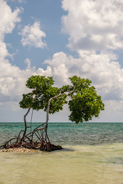 A mangrove tree growing in the Caribbean sea. Picture taken on the island in Caye Caulker, Belize.
