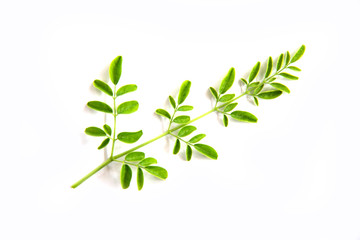 Green branch of moringa leaves  on  white  background