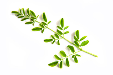 Green branch of moringa leaves  on  white  background