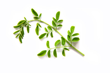 Green branch of moringa leaves  on  white  background