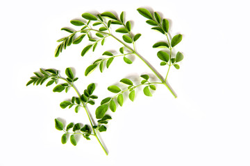 Green branch of moringa leaves  on  white  background