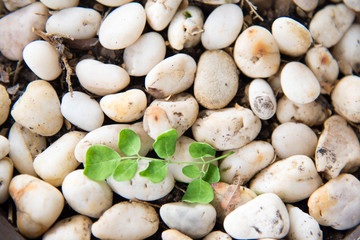 Green branch of moringa leaves on  Gravel background