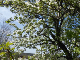 the pear in bloom and blue sky