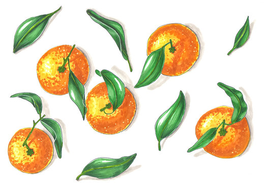 group of five tangerines with leaves hand-drawn illustration on white background