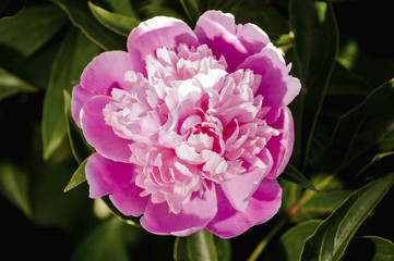 Peony close-up