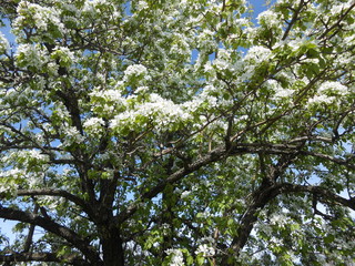 blue sky and tree pear blosson in garden summer