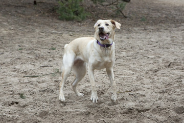 Happy labrador pup