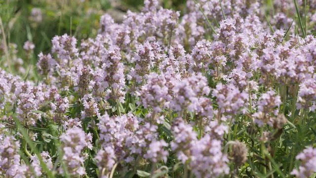 Herbal plant Breckland wild thyme Thymus serpyllum footage