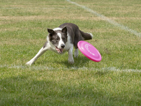 Border collie gaat de rose frisbee vangen.
