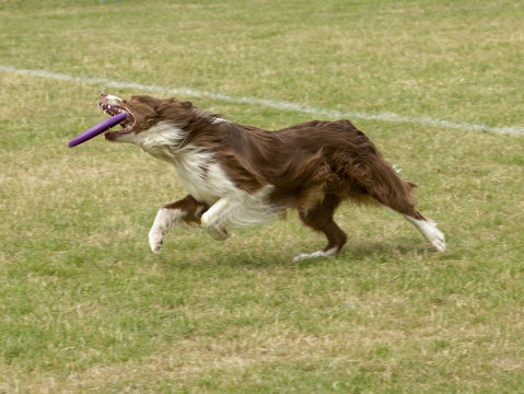 Bruin-witte border collie vangt de paarse frisbee.
