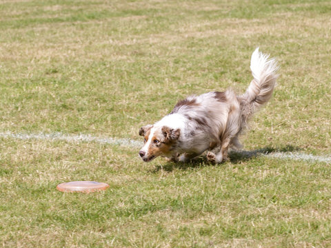 Net te laat om de frisbee te vangen.