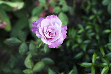 rose flower on green background
