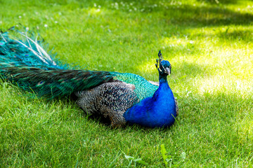 Obraz premium Peacock in summer park