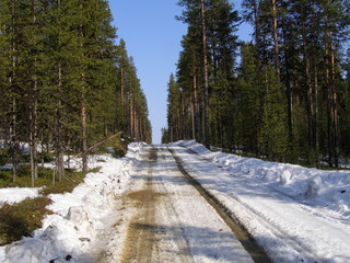 Дорога в лесу