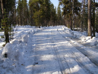 Дорога в лесу