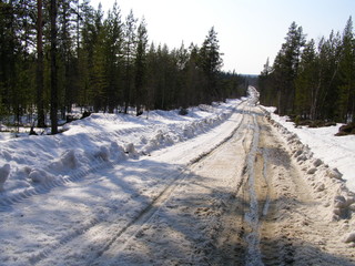 Дорога в лесу