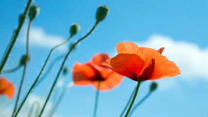 Fototapeta na wymiar Beautiful bright red poppies with green grass and leaves in the background of blue sky and clouds. Close up of red poppy flowers in field. Few red flowers in the summer field.
