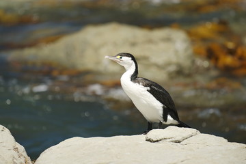 Black-and-white bird with green eyes