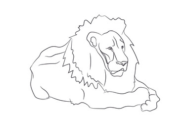 lion lies, lines, vector,